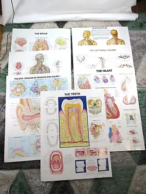7 Vintage Anatomical Chart Co. Medical Wall Charts - 1983 - Anatomy - 20 X26  • $74.99