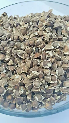 £4.99 • Buy Moringa Oleifera Seeds OrganicHerb 100% Natural Remedy Non-Gmo 110 Seeds 
