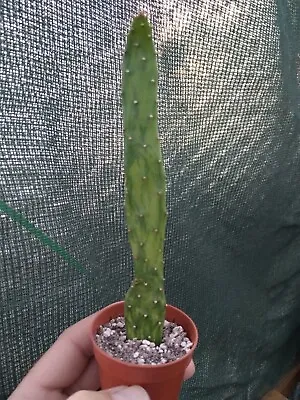 £8 • Buy 1x Pad (cutting With No Roots) Rare Variegated Opuntia Cochenillifera  Cactus