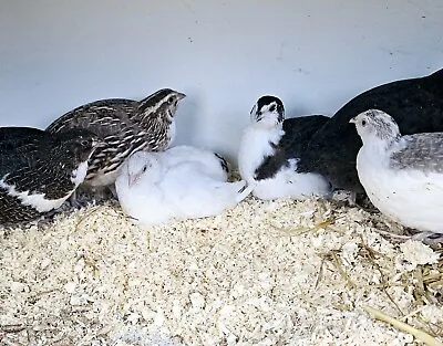 Quail Hatching Eggs Fertile Coturnix Mixed Colours 6 12 18 24 Good Hatch Rate • £48