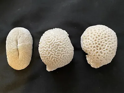 Natural White Coral Lot Of 3 RAZOR/(MUSHROOM) BRAIN & CRATER Beautiful Examples • $40