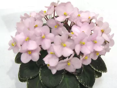 Texas Space Dust African Violet Starter Plant Miniature Variegated Light Pink • $4.99