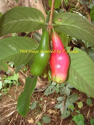 ~Giant Lau Lau~ Red Java Pear Syzygium Megacarpa V RARE Fruit Tree • £120.63