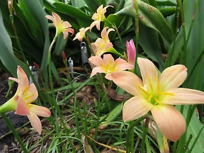 Rain Lily Zephyranthes Just Peachy 2 Bulbs NEW Habranthus • $18