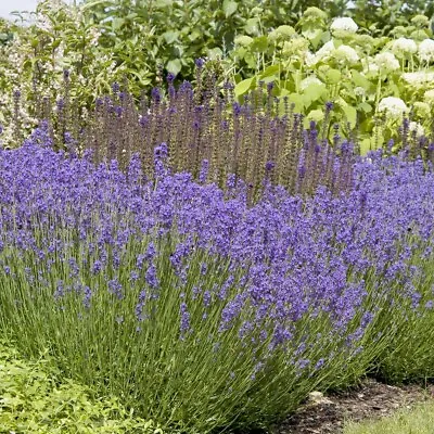 £12.99 • Buy T&M Lavandula Lavender Hidcote Garden Shrub Flowering Garden Plants Jumbo Plugs