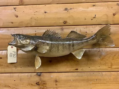 Real Skin Mount Walleye Pike Northern Musky Bass Sauger Fish Taxidermy FW46 • $229