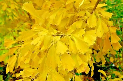 Ginkgo Biloba 'Saratoga' • $25.99