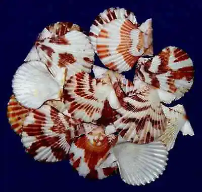 BULK Traquebaricus Pecten Scallop Seashells 1 -1-1/2  ~ (50 Shells) • $8.77