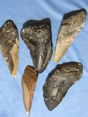 MEGALODON LOT OF 5 TEETH NO RESTORATION FOSSIL SHARKS TOOTH 5 Inch • $34