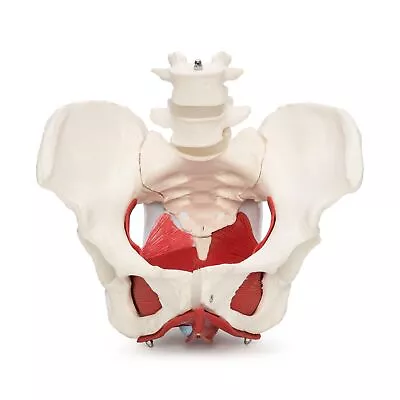 Medical Anatomical Female Pelvis Model With Removable Organs 6-part Life Size • $147.53