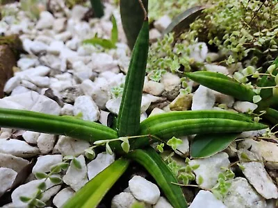 Sansevieria Patens (Snake Plant) • $25