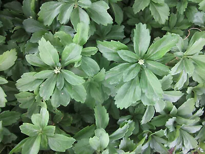 20 Pachysandra Perennial Plants Shippng Only To Zones 7-10 Established Bare Root • $15.50