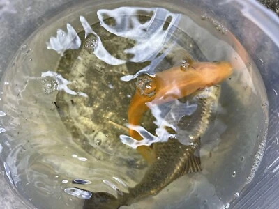 £16 • Buy 2X Pond Fish Ghost Carp 