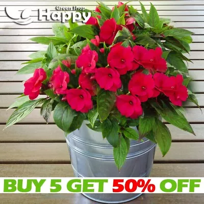 BUSY LIZZIE SCARLET DWARF - 230 Seeds - Touch Me Not Impatiens - TOP FLOWERING • £1.99