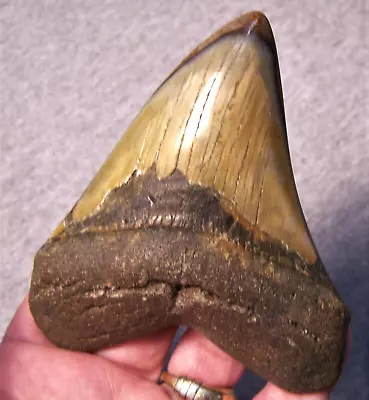 Megalodon Shark Tooth 4 1/4  Shark Teeth Fossil Stunning Color Big Polished Jaw • $119