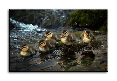 Wall Art Canvas Picture Print Of Baby Ducks Framed • £13.99