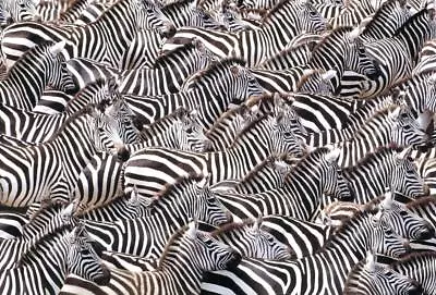 ZEBRAS GLOSSY POSTER PICTURE PHOTO PRINT African Black And White Stripes 4900 • $14.99