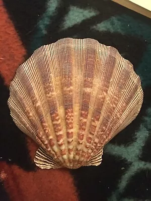 $10 • Buy Beautiful Large Lions Paw Scallop Shell Purple Tone,  6.25” X 6” EUC