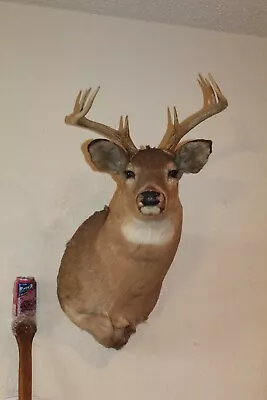 CRAZY STORY Whitetail Deer Head Shoulder Mount Taxidermy Cape Shed Antler Mule • $235