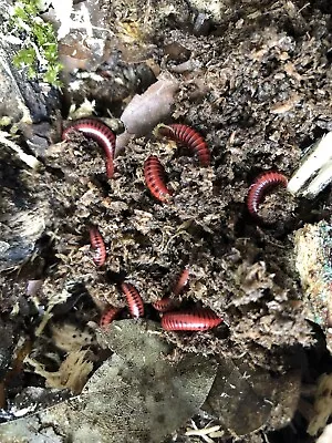 Red Millipede (Centrobolus Splendidus) X 4 Colony (Live Food) • £35.95