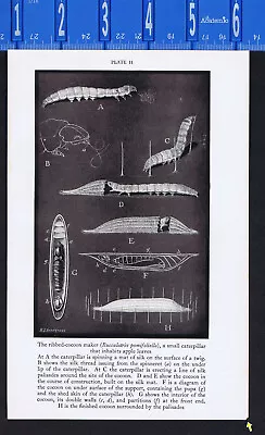 Ribbed-Cocoon Maker - Bucculatrix Pomifoliella -1934 Scientific Print • $10.99
