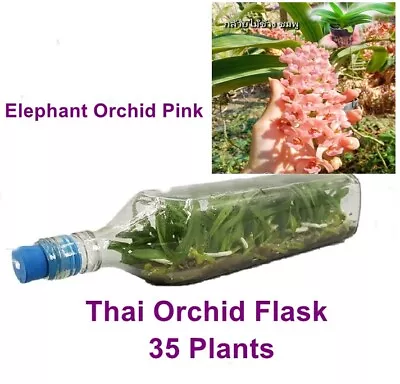 Thai Orchid Flask Elephant Pink 35 Plants Flower Young Plant Free Phyto • £142.80