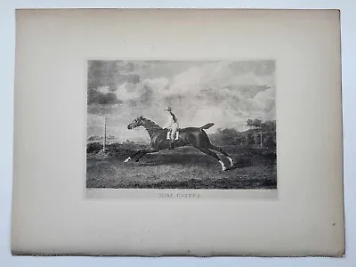 Vintage Antique Print 1887 Portraits Famous Racehorses Miss Coiner Foaled 1801 • £16