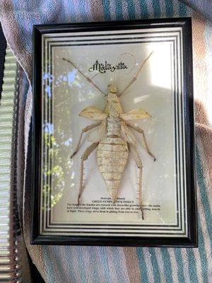 £69.99 • Buy Vintage Large Cased Taxidermy Of A Green Nymph Stick Insect Very Rare