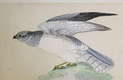 £48 • Buy C1875 ANTIQUE PRINT ~ HEN HARRIER HAND COLOURED British Birds Morris