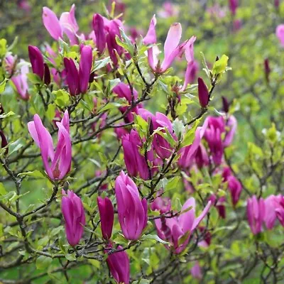 Magnolia ‘Susan’ - Good Sized Plant 3L Pot • £24.99