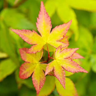 Acer Palmatum 'Little Princess' Deciduous Japanese Maple Garden Shrub | 9cm Pot • £12.99