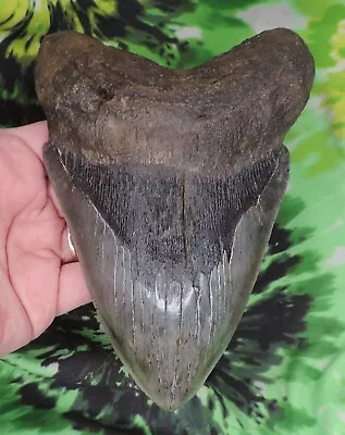 Megalodon Sharks Tooth 6 1/2  Inch HUGE! Fossil Sharks Teeth Tooth • $112.50