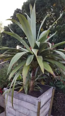 Cordyline Indivisa | Wide Leaf Cordyline | Plug Plant | Palm • £9.99