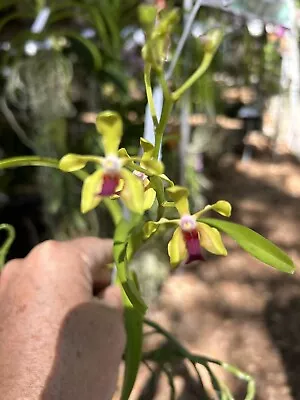 Vanda  Sparkle      BS Orchid • $25