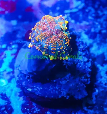 Cornbred's Maui Sunset Mushroom - WYSIWYG - Frag - LIVE CORAL • $9.50