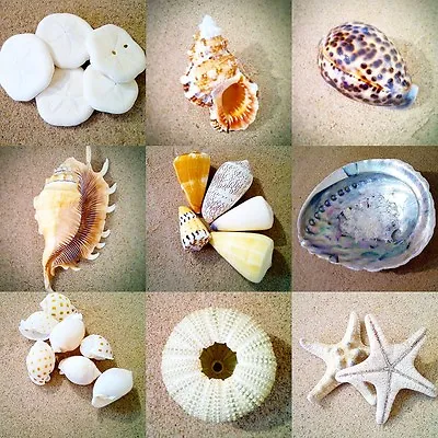 Shells Seashells Beach Shells Individual Sea Shells - Choice Of Over 20 • £1.50