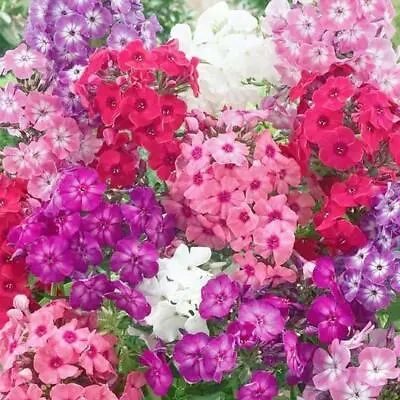 PHLOX DWARF Mix 12  Tall Rock Gardens Spring Blooms Heirloom Non-GMO 200 Seeds • $3.98