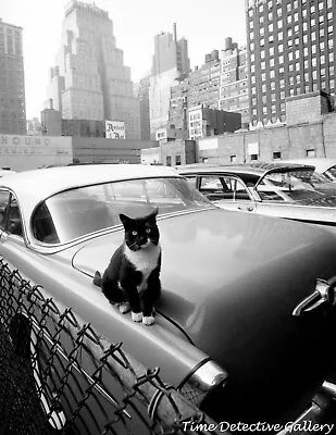 Cat On A Vintage Car New York - 1958 - Vintage Photo Print • $10