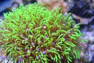  Green Star Polyp Live Coral Frag Soft Corals • $19