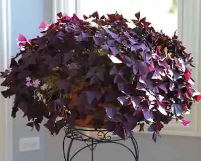 £5.99 • Buy Patio Trailing  Plug Plant Purple Butterfly Perennial Outdoor Indoor Houseplant