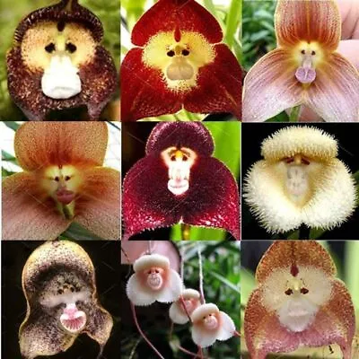 10 Rare Monkey Face Orchid Seeds Dracula Cute Simia Flower Garden Plant • $4.13