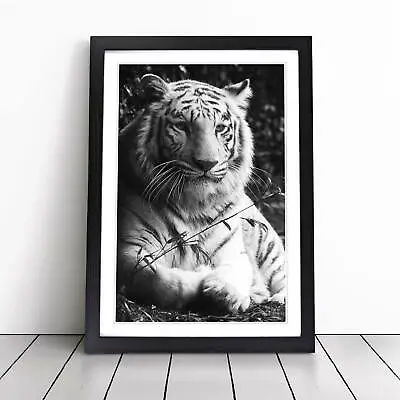 White Tiger Wall Art Print Framed Canvas Picture Poster Decor Living Room • £24.95