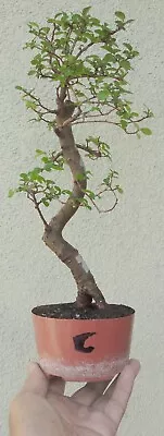 Chinese Elm Pre Bonsai Dwarf Shohin Nice Movement Trunk C • $39.99