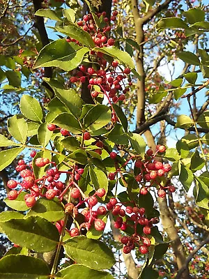 Zanthoxylum Simulans Rare Prickly Ash Tree CHINESE PEPPER 15-20cm Tall • £14.90