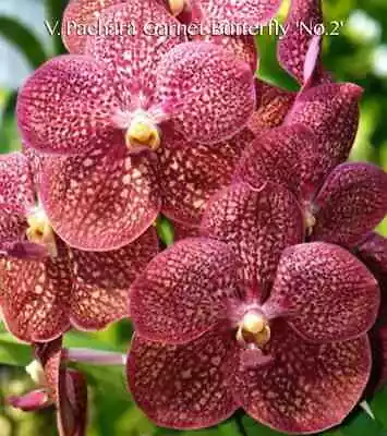 Vanda Patchara Garnet Butterfly '#2'  Orchid Plant • $32.50