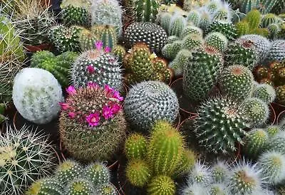 Flower - Cactus - Ultimate Mix -  40 Seeds • £2.95