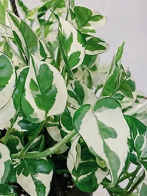 Pothos Pearls And Jade - 3 Cuttings - Devil’s Ivy Indoor House Plant Variegated • $11.99