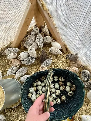 ALL COLORS - 36 Coturnix Quail Fertile Hatching Eggs - 3 Dozen SHIPPED IN FOAM • $29.95