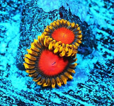 Dragon Eyes Zoa Zoanthids Paly Zoa SPS LPS Corals WYSIWYG • $4.99