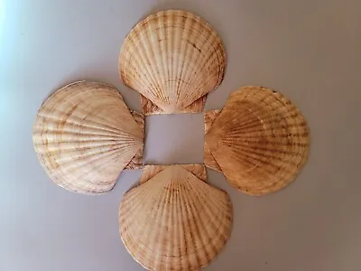 Large Scallop Shells With Ridges  7 Inches For Baking Or Crafts Set Of 4 • $10.90